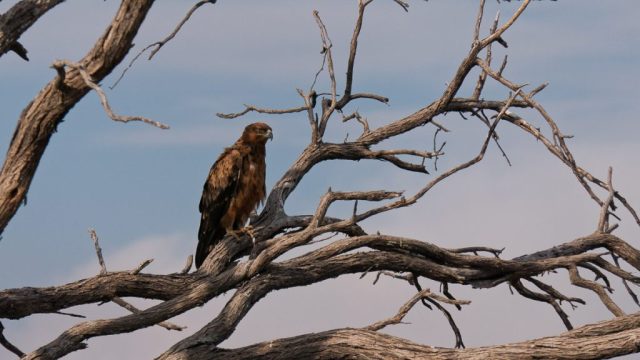 Botswana Ad Makgadikgadi 005