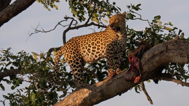Botswana Ad Okavango 009