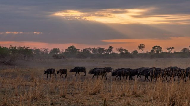 Botswana Ad Okavango 011
