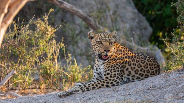 Botswana Ad Okavango 014