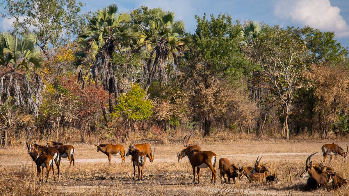 Parc De Gorongosa, Mozambique © Istock