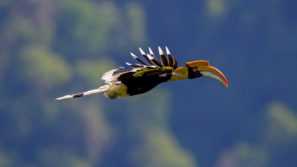 Rivière Kinabatangan, Malaisie © Shutterstock