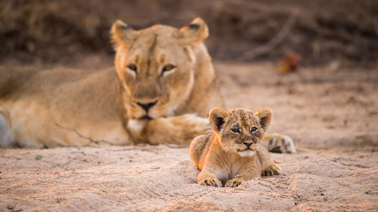 Chikwenya Camp, Zimbabwe © Wilderness Safaris
