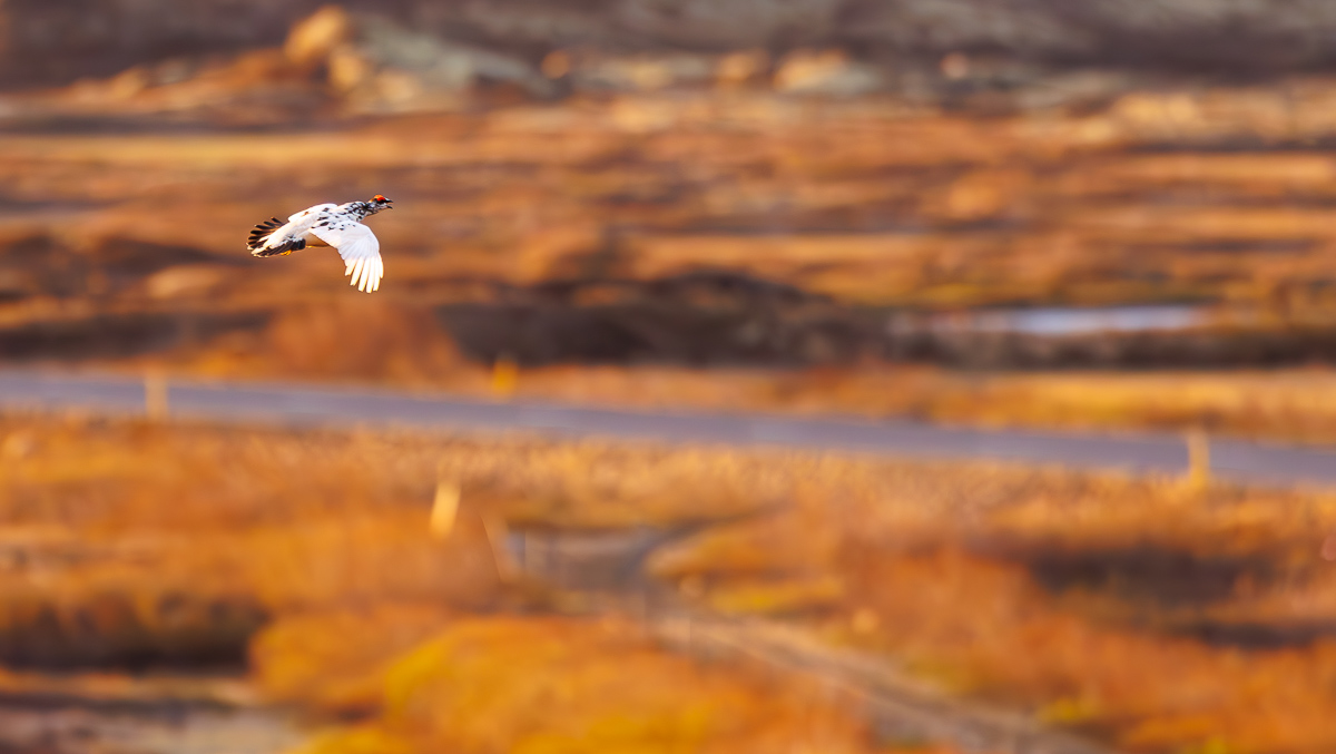 Ambiance D'Islande © Etendues Sauvages