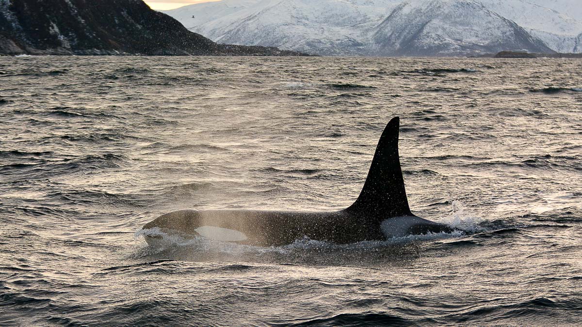 Observation des orques, Norvège © Radek Okienczuk