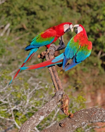 Pantanal Eden du Brésil