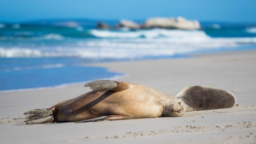 Kangaroo Island, Australie © Shutterstock