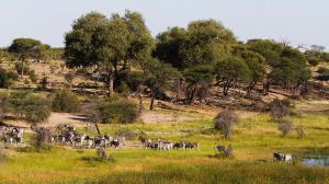 Migration des zèbres à Leroo La Tau, Botswana