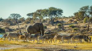 Migration des zèbres à Leroo La Tau, Botswana