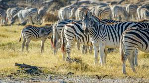 Migration des zèbres à Leroo La Tau, Botswana