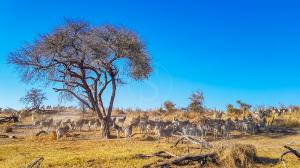 Migration des zèbres à Leroo La Tau, Botswana