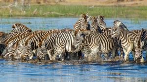 Migration des zèbres à Leroo La Tau, Botswana