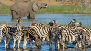 Migration des zèbres à Leroo La Tau, Botswana