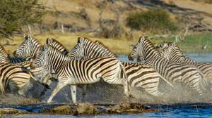 Migration des zèbres à Leroo La Tau, Botswana
