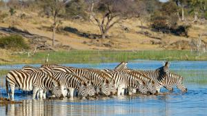 Migration des zèbres à Leroo La Tau, Botswana