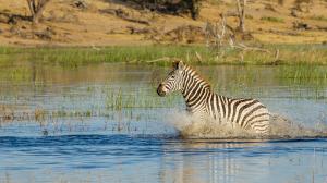 Migration des zèbres à Leroo La Tau, Botswana