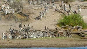 Migration des zèbres à Leroo La Tau, Botswana
