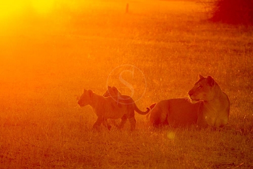 Safari à Chobe, Botswana © Etendues Sauvages