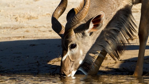 Safari à Chobe © Etendues Sauvages