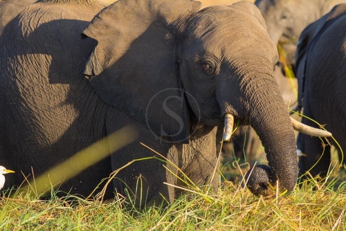 Safari à Chobe © Etendues Sauvages
