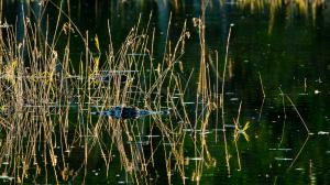 Safari dans le Delta de l'Okavango, Botswana