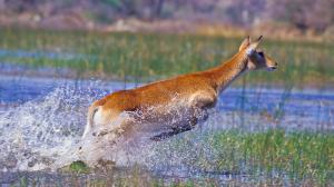 Safari dans le Delta de l'Okavango, Botswana