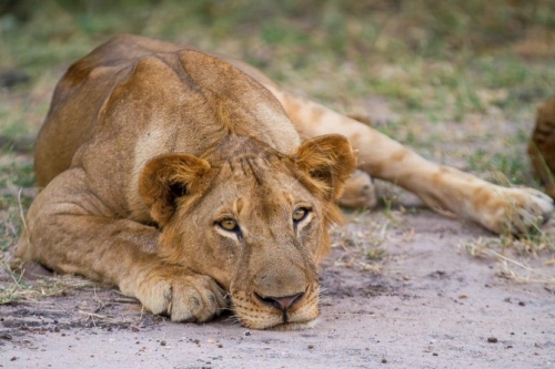 Safari en Zambie © Laurent Guillot