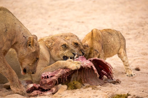 Safari en Zambie © Laurent Guillot