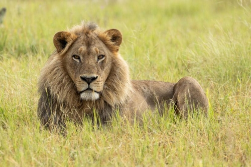 Safari au Botswana © Laurent Guillot