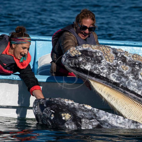 mexique baja expeditions baleines grises 001-2