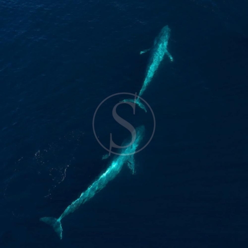 mexique baja expeditions baleines grises 001-3