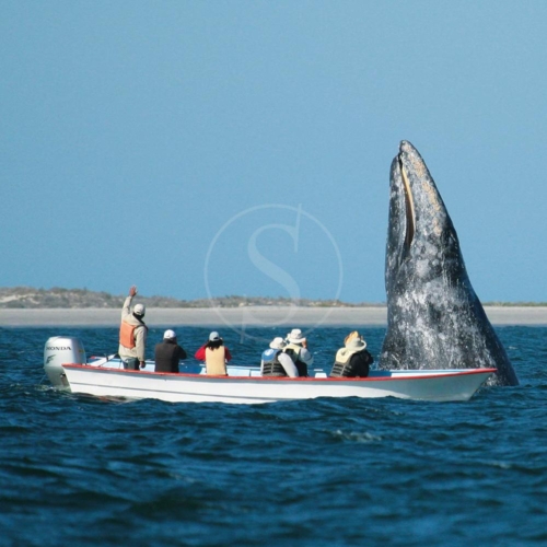 mexique baja expeditions baleines grises 001