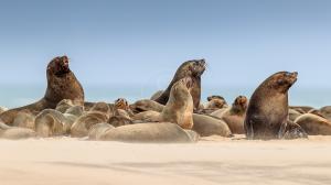 Namibie, Skeleton Coast © Christophe Courteau