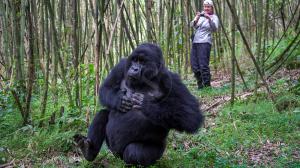 Bisate lodge, Rwanda