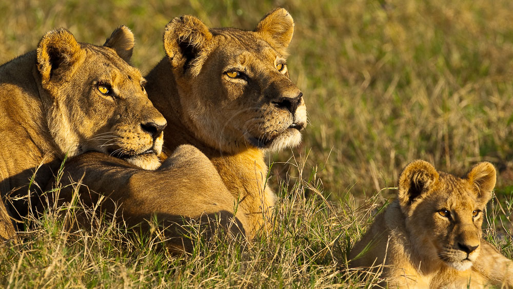 Safari au Botswana © Laurent Guillot