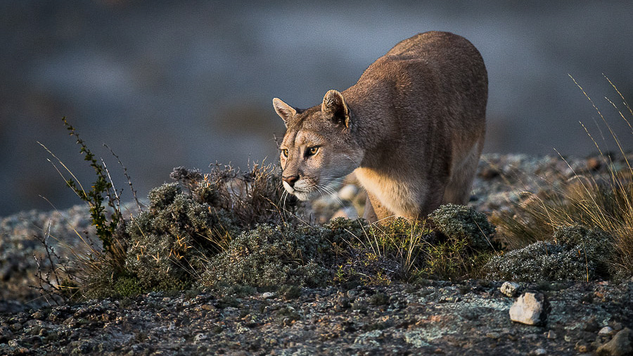 Puma en Patagonie, Chili © Christophe Courteau