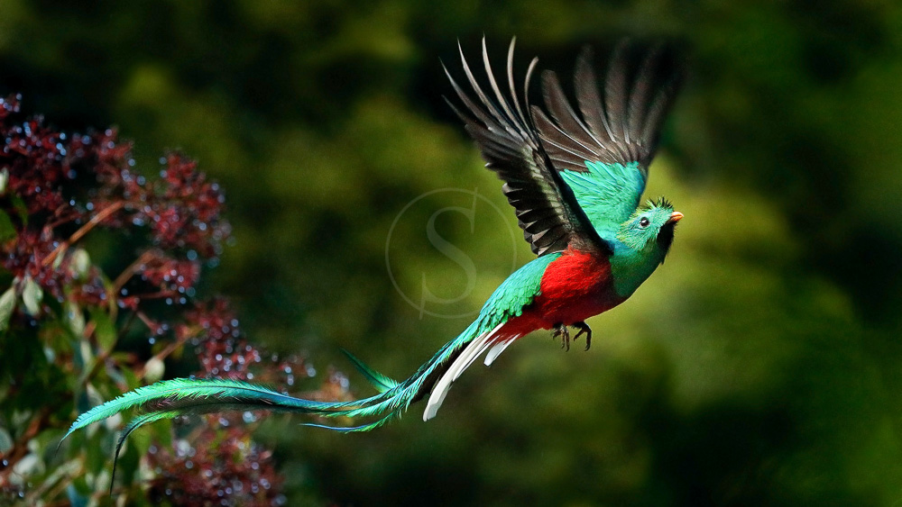 Quetzal à Monteverde, Costa Rica