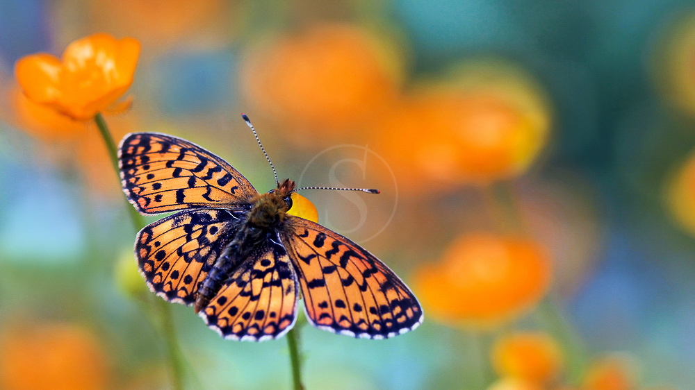 Papillons Monarques dans le Michoacan, Mexique