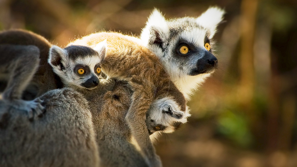 Ambiance de Madagascar
