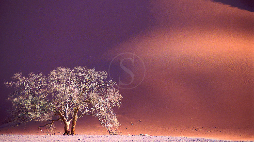 Safari en Namibie © Alain Pons