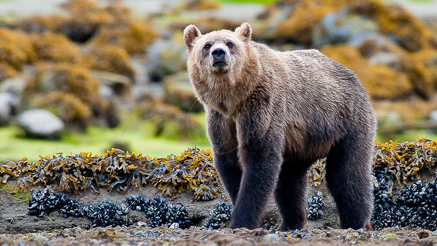 Grizzly sur l'ile de Vancouver, Canada © Patrick Gallet