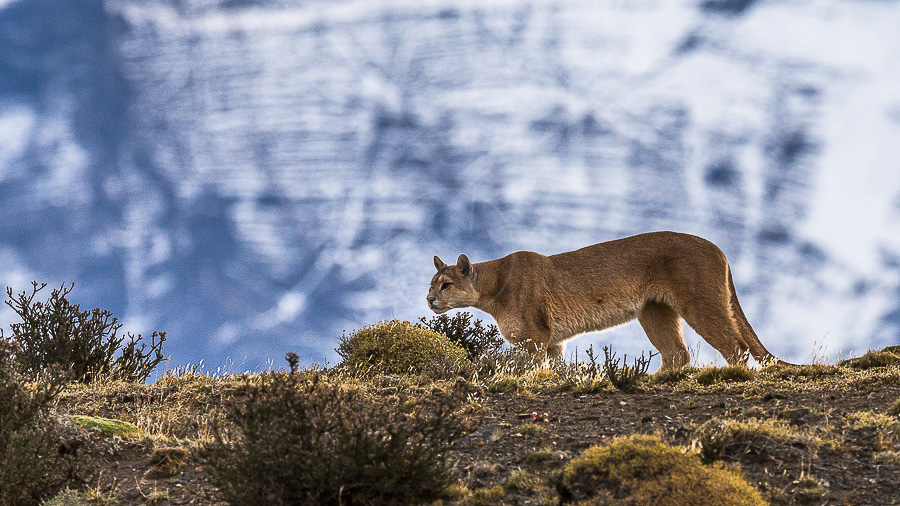 Puma en Patagonie, Chili © Christophe Courteau
