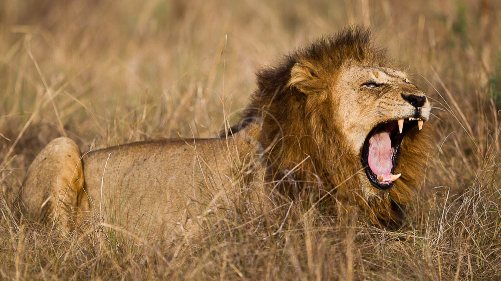 Safari en Ouganda © Christophe Courteau