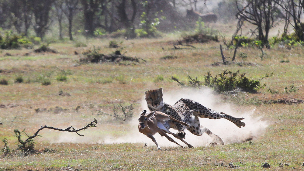 Safari au Kenya © Sonia Rousseau