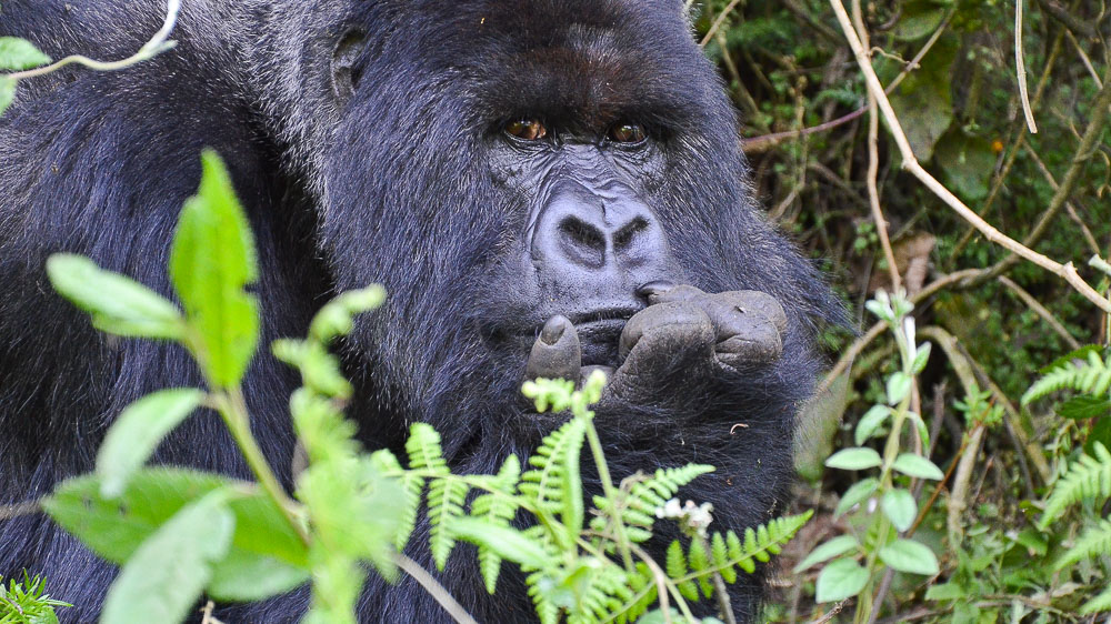 Safari au Rwanda © Julien M.