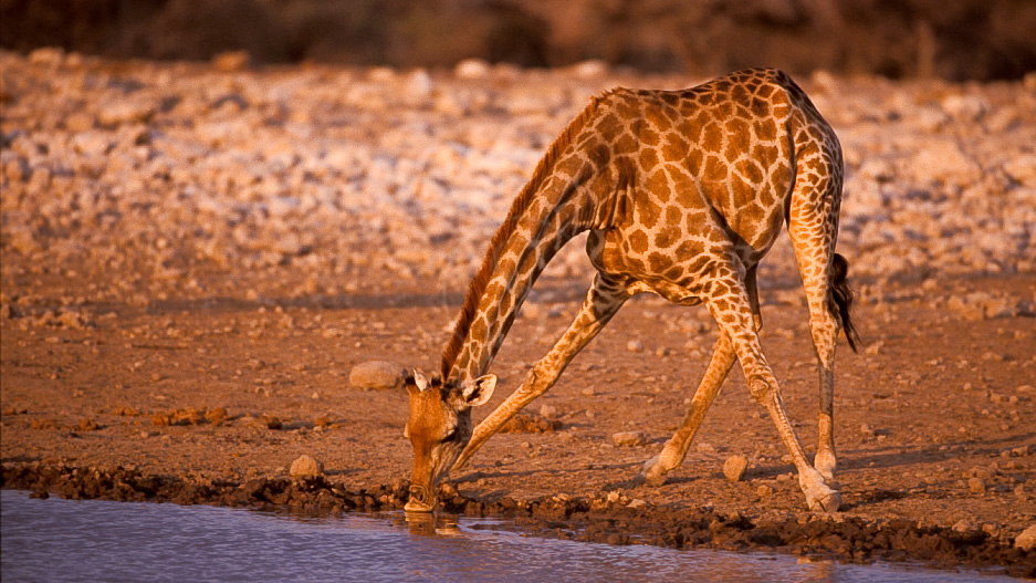 Safari en Namibie © Alain Pons
