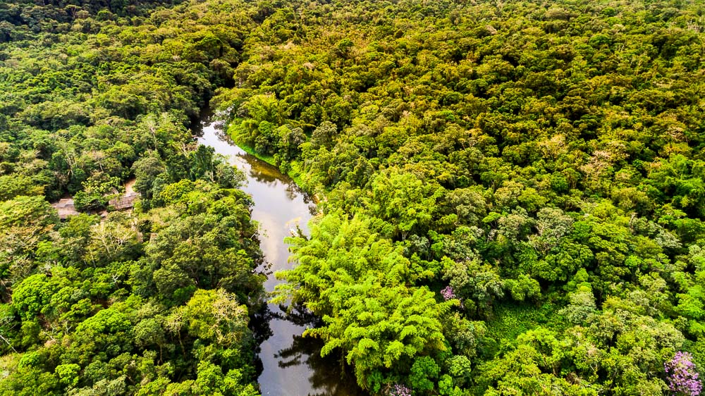 Forêt Amazonienne, Brésil