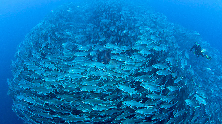 Cocos Island, Costa Rica © Edwar Herreño Undersea Hunter