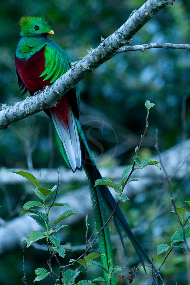 Quetzal au Costa Rica © L. Guillot / Etendues Sauvages