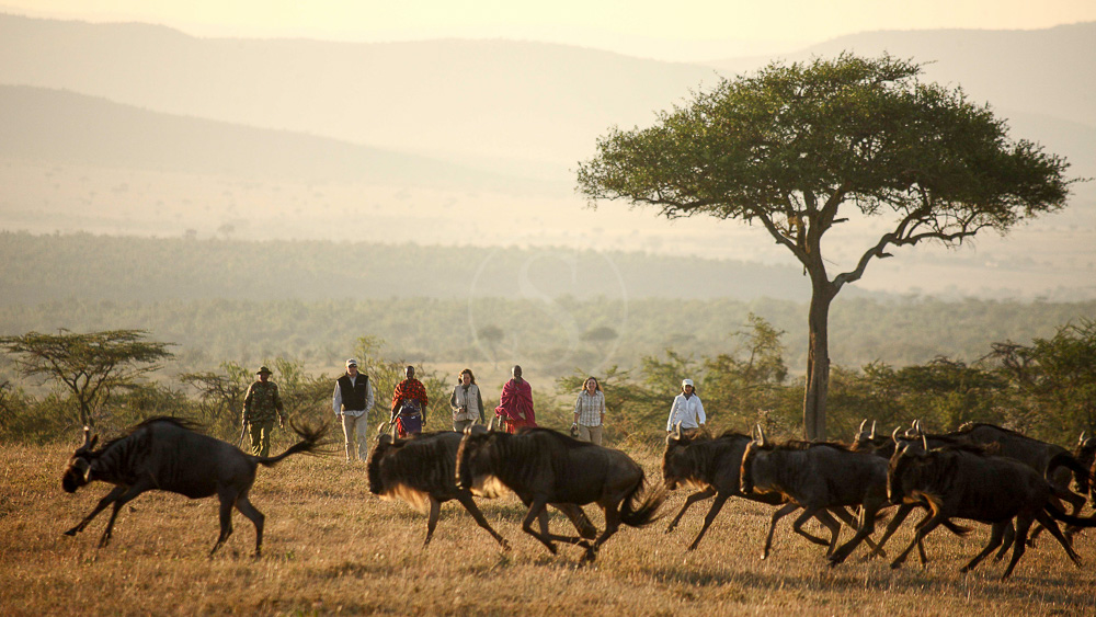 Kicheche Walking Safaris, Kenya